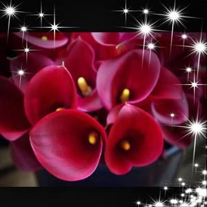 Meet your Posher, Georgia